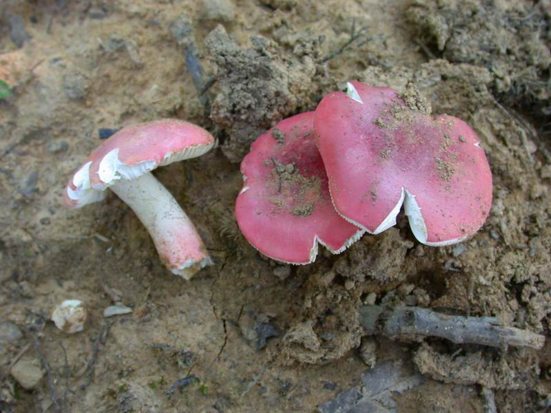 Russule per gli amici....